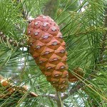 Πεύκο Κοινό ή Χαλέπιος πεύκη (Pinus halepensis-Πεύκη η χαλέπιος) Δέντρο Κωνοφόρο - Πεύκα