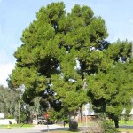 Πεύκο Κοινό ή Χαλέπιος πεύκη (Pinus halepensis-Πεύκη η χαλέπιος) Δέντρο Κωνοφόρο - Πεύκα