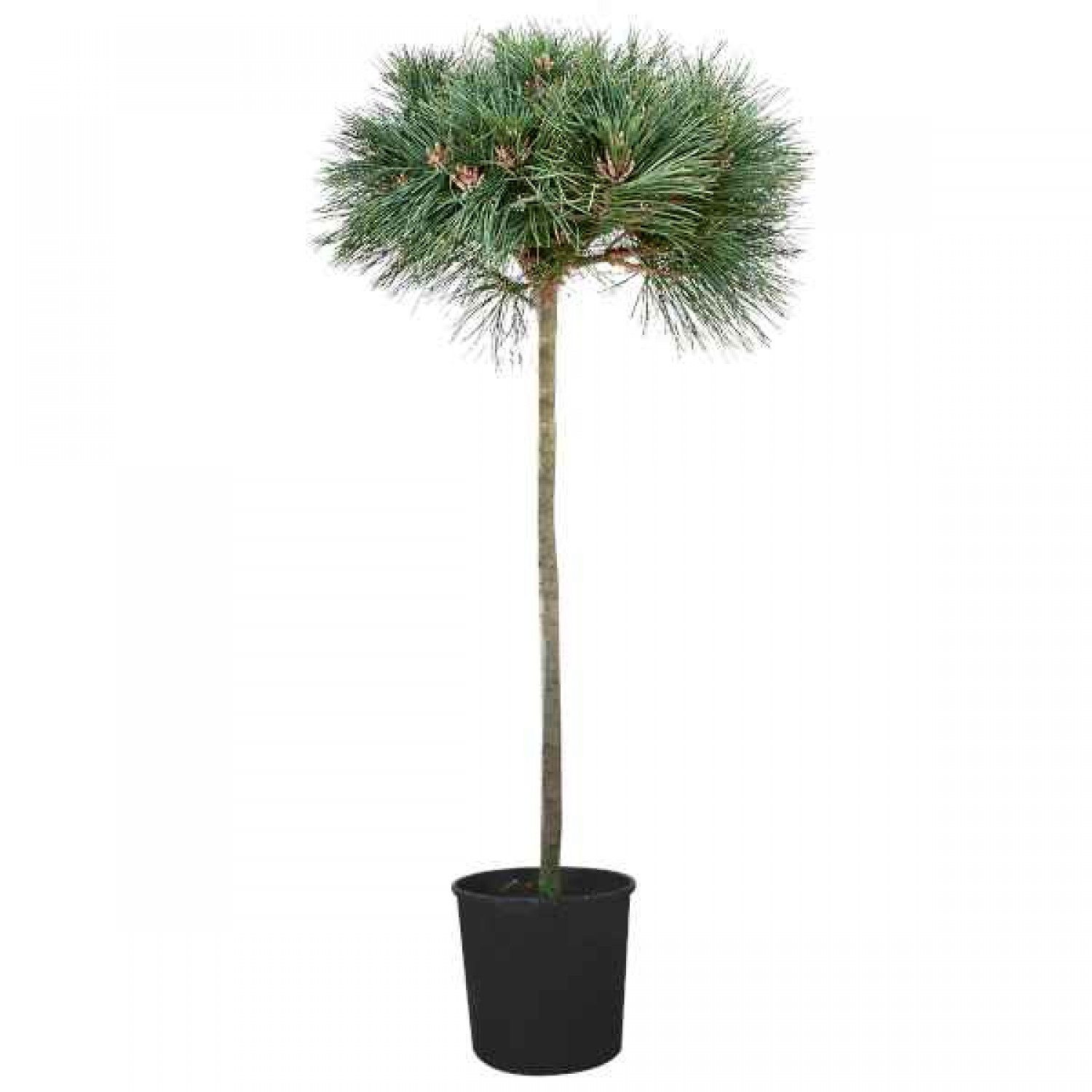 Austrian Pine or Black Pine (Pinus nigra) Conifer Tree - Large Coniferous Plants-Pines