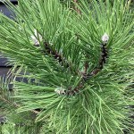Austrian Pine or Black Pine (Pinus nigra) Conifer Tree - Large Coniferous Plants-Pines