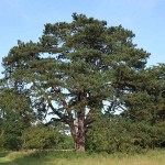 Austrian Pine or Black Pine (Pinus nigra) Conifer Tree - Large Coniferous Plants-Pines