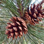 Austrian Pine or Black Pine (Pinus nigra) Conifer Tree - Large Coniferous Plants-Pines