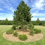 Austrian Pine or Black Pine (Pinus nigra) Conifer Tree - Large Coniferous Plants-Pines