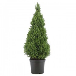 Πικέα Γλαυκή Κωνική (Picea glauca 'Conica')