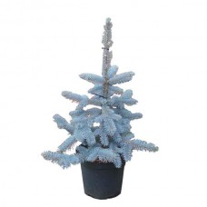 Μπλε Έλατο-Πικέα (Picea pungens 'Hoopsii') Δέντρο