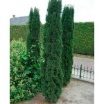 Irish Yew Fastigiata (Taxus baccata 'Fastigiata') Trees