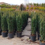 Irish Yew Fastigiata (Taxus baccata 'Fastigiata') Trees