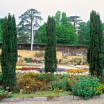 Irish Yew Fastigiata (Taxus baccata 'Fastigiata') Trees