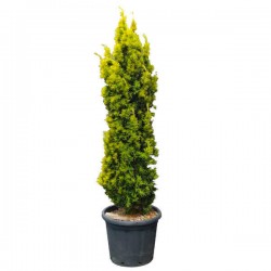 Golden Irish Yew (Taxus baccata 'Fastigiata Aurea') Trees