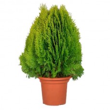 Τούγια Σφαιρική Νάνα Χρυσή-Thuja orientalis Aurea Nana