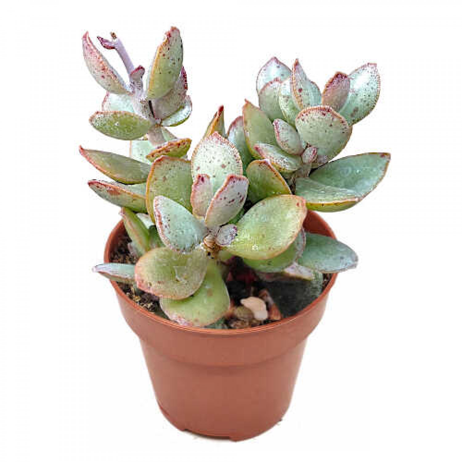 Αδρόμισχος αλστόνι (Adromischus alstonii) Παχύφυτο | Πράσινα Φυτά για Γλάστρα & Κήπο Αδρόμισχος αλστόνι (Adromischus alstonii)