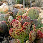 Αδρόμισχος αλστόνι (Adromischus alstonii) Παχύφυτο | Πράσινα Φυτά για Γλάστρα & Κήπο Αδρόμισχος αλστόνι (Adromischus alstonii)