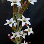 Αδρόμισχος αλστόνι (Adromischus alstonii) Παχύφυτο | Πράσινα Φυτά για Γλάστρα & Κήπο Αδρόμισχος αλστόνι (Adromischus alstonii)