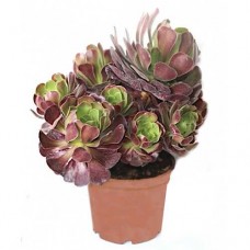 Αιώνιο Ατροπουρπουρέουμ (Aeonium arboreum 'Atropurpureum')