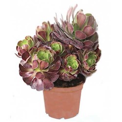 Black Tree Aeonium (Aeonium arboreum 'Atropurpureum') Succulent | Indoor Plants, Rock Garden Plants Black Tree Aeonium (Aeonium arboreum 'Atropurpureum')