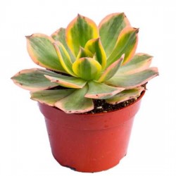 Αιώνιο Τρίχρωμο (Aeonium decorum ‘Tricolor’)