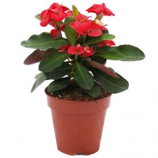 Αγκάθια του Χριστού ή Ευφόρμπια (Euphorbia milii) Φυτά