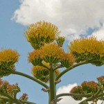 Century Plant (Agave americana) Succulent