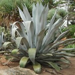 Century Plant (Agave americana) Succulent