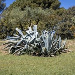 Century Plant (Agave americana) Succulent