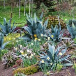 Century Plant (Agave americana) Succulent