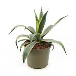 Variegated Century Plant-Agave americana 'Marginata'