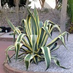 Variegated Century Plant-Agave americana 'Marginata'