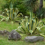 Variegated Century Plant-Agave americana 'Marginata'