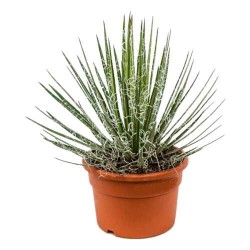 Threadleaf Agave (Agave filifera) Succulent Plant - Cacti &  Succulents Threadleaf Agave (Agave filifera) Succulent Plant