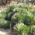 Threadleaf Agave (Agave filifera) Succulent Plant