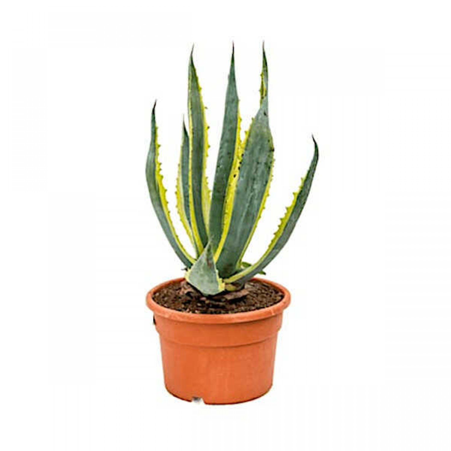 Variegated Century Plant-Agave americana 'Variegata'