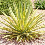 Variegated Century Plant-Agave americana 'Variegata'