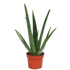 Αλόη η γνήσια ή Φαρμακευτική Αλόη (Aloe vera)