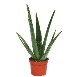 Barbados Aloe (Aloe vera) Succulent | Indoor Plants, Rock Garden Plants Barbados Aloe (Aloe vera) Succulents