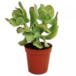Silver Dollar Plant (Crassula arborescens) - Succulent