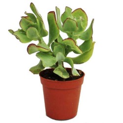 Silver Dollar Plant (Crassula arborescens) - Succulent | Indoor Plants, Rock Garden Plants Silver Dollar Plant (Crassula arborescens) - Succulent
