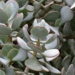 Silver Dollar Plant (Crassula arborescens) - Succulent