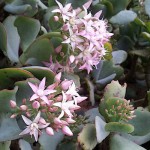 Silver Dollar Plant (Crassula arborescens) - Succulent