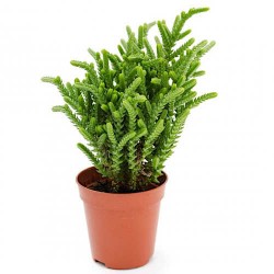 Watch Chain Plant (Crassula muscosa - syn. Crassula lycopodioides) - Succulent Watch Chain Plant (Crassula muscosa) - Succulent