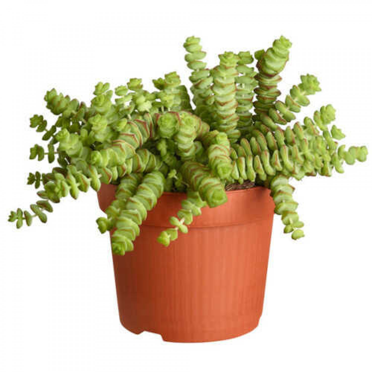 Chinese Pagoda 'Hottentot' (Crassula marnieriana 'Hottentot')