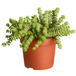 Chinese Pagoda 'Hottentot' (Crassula x rupestris f. marnieriana 'Hottentot') - Succulent Chinese Pagoda 'Hottentot' (Crassula marnieriana 'Hottentot')
