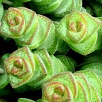 Chinese Pagoda 'Hottentot' (Crassula marnieriana 'Hottentot')