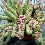 Chinese Pagoda 'Hottentot' (Crassula marnieriana 'Hottentot')