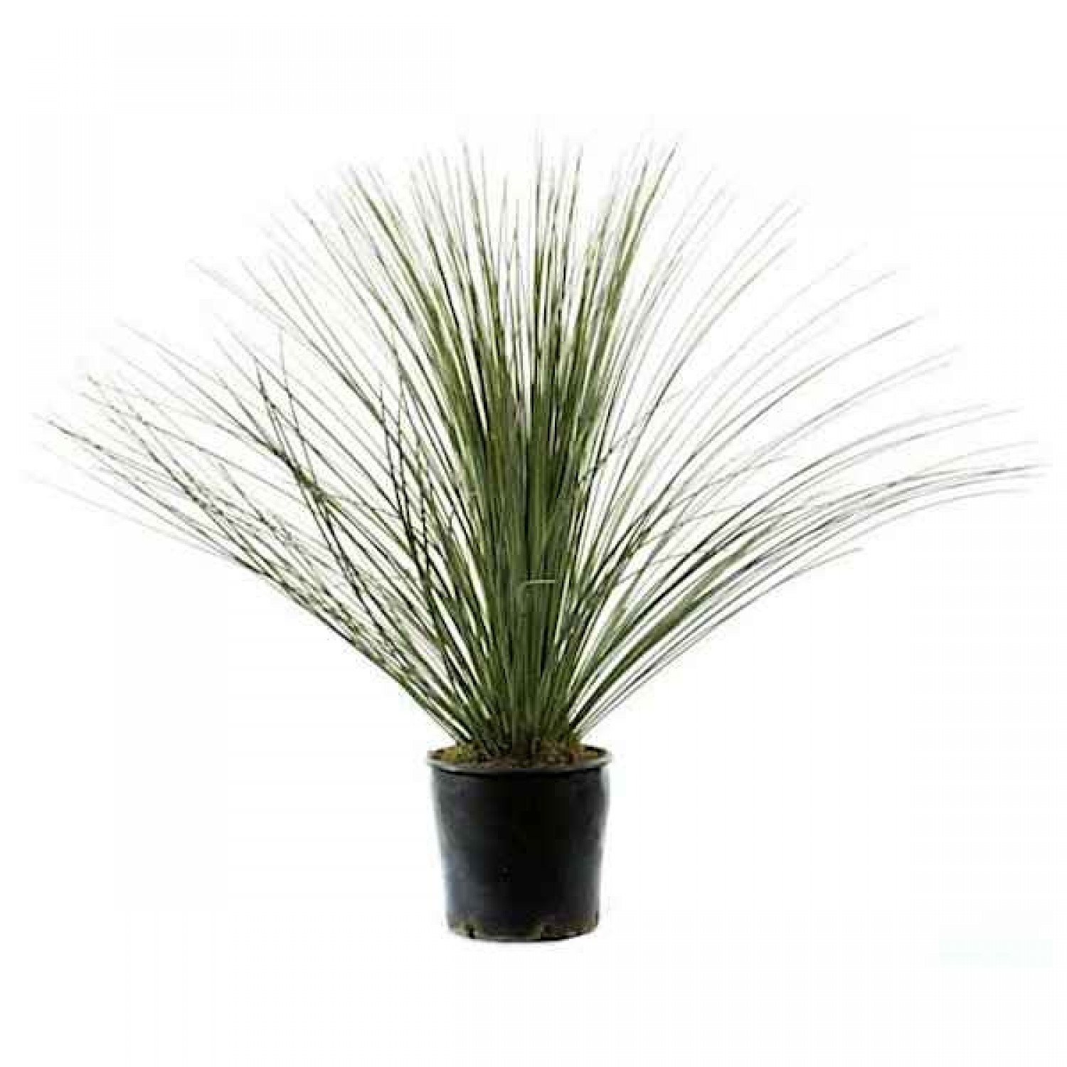 Mexican Grass Tree (Dasylirion longissimum) Plant