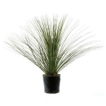 Mexican Grass Tree (Dasylirion longissimum) Plant