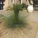Mexican Grass Tree (Dasylirion longissimum) Plant