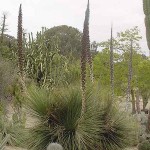 Mexican Grass Tree (Dasylirion longissimum) Plant
