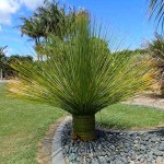 Mexican Grass Tree (Dasylirion longissimum) Plant
