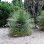 Mexican Grass Tree (Dasylirion longissimum) Plant