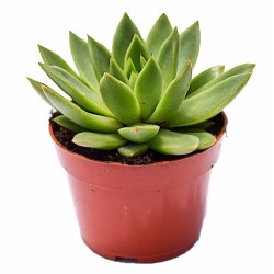 Εχεβέριες αγαβοειδείς (Echeveria agavoides)